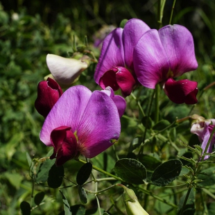 Lathyrus grandiflorus